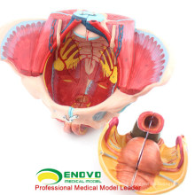 Großhandel Pelvis Anatomie 12626 Life Size 4 Teile Anatomie weibliche Becken medizinische Modell